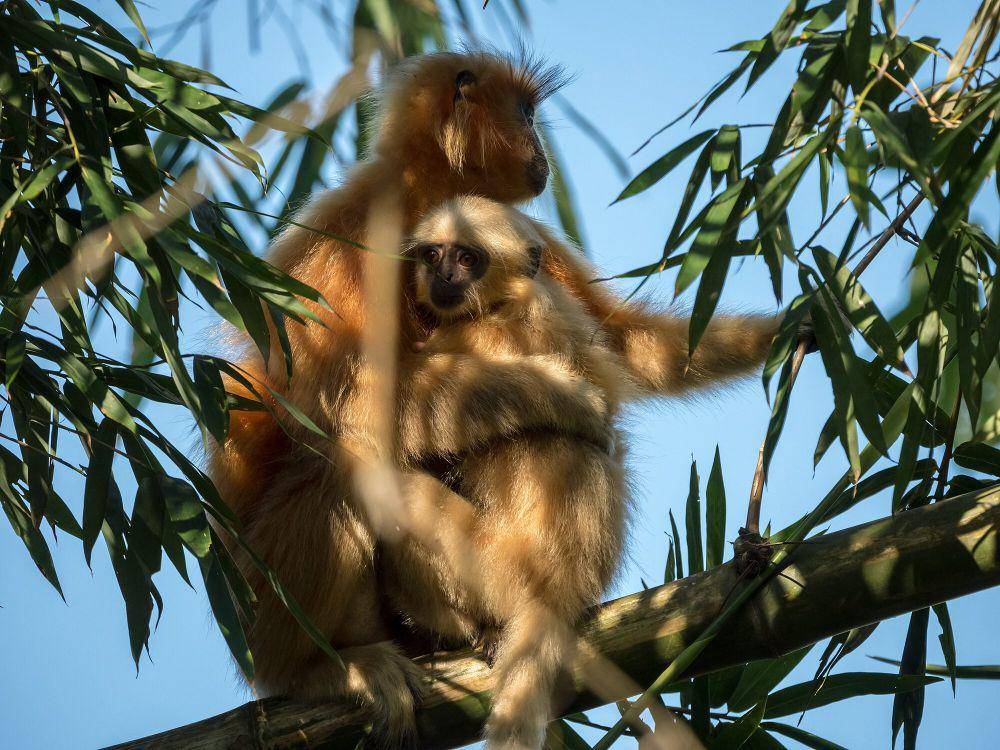 langur emas (commons.m.wikimedia.org/Johannes Bahrdt)