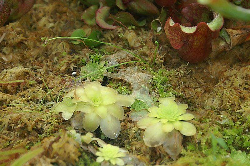 5 Spesies Pinguicula Asal Meksiko yang Menawan, Apa Saja?