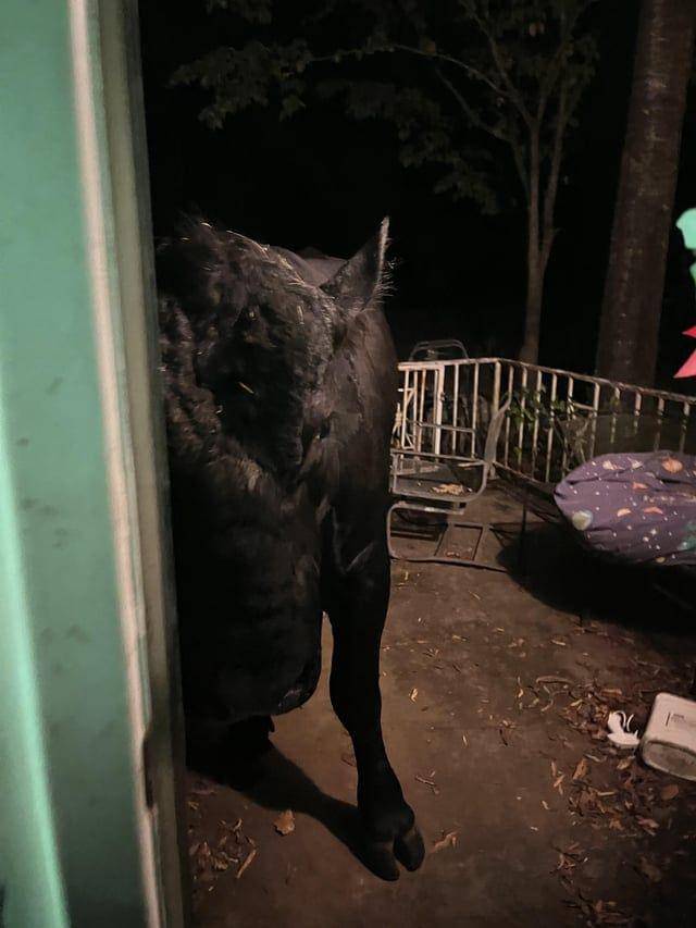 Potret kocak hewan dengan angle yang pas (reddit.com/user/ChaosOrPeace)