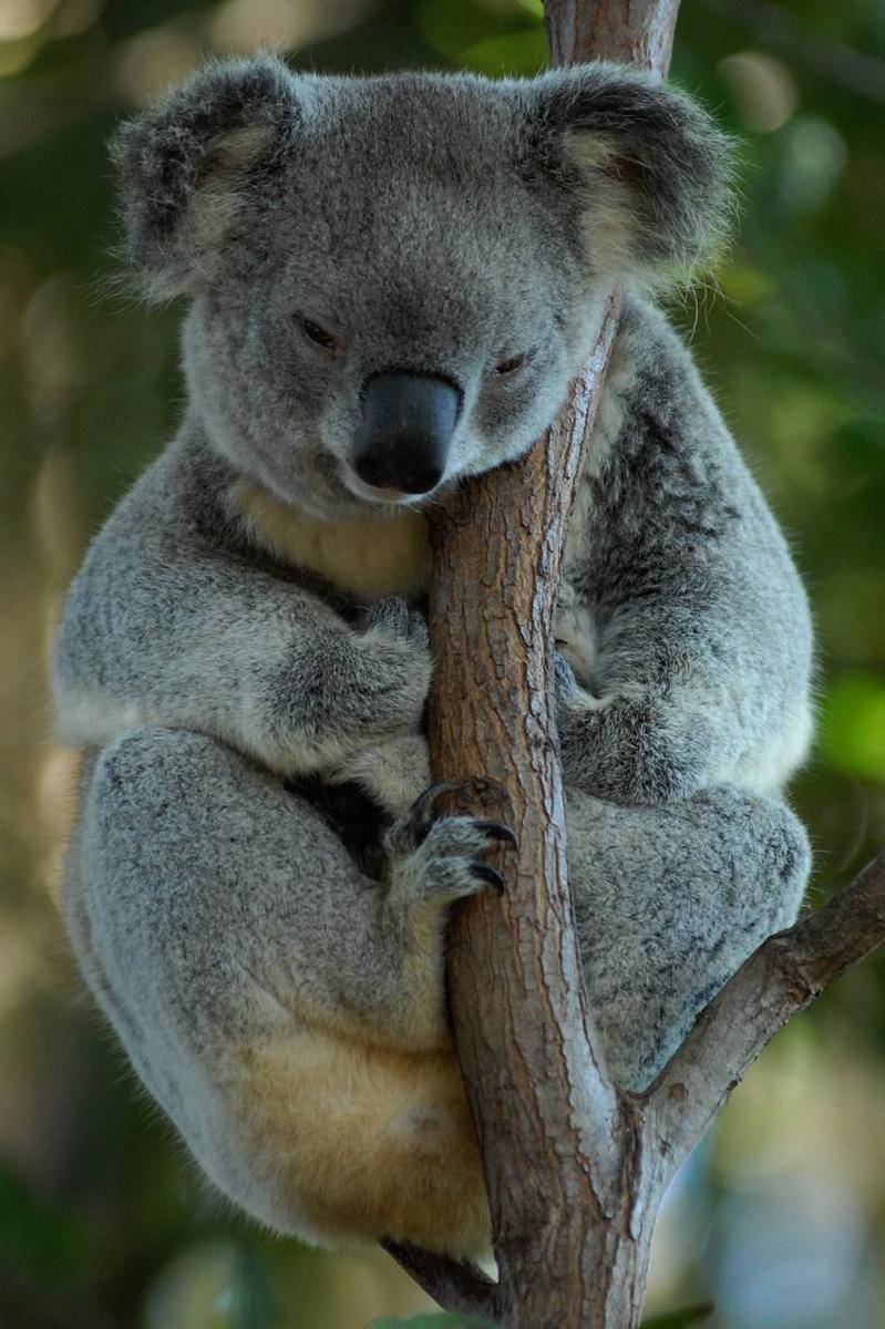 Koala tidur sepanjang hari (Pixabay.com/hbieser)