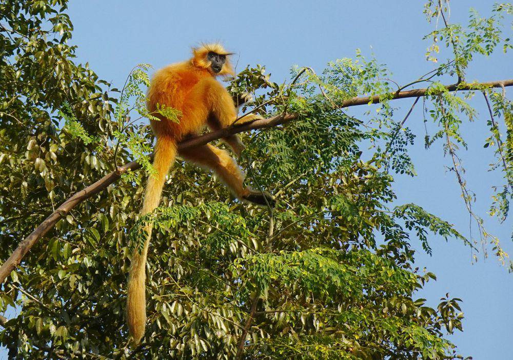 langur emas (pixabay.com/Bishnu Sarangi)