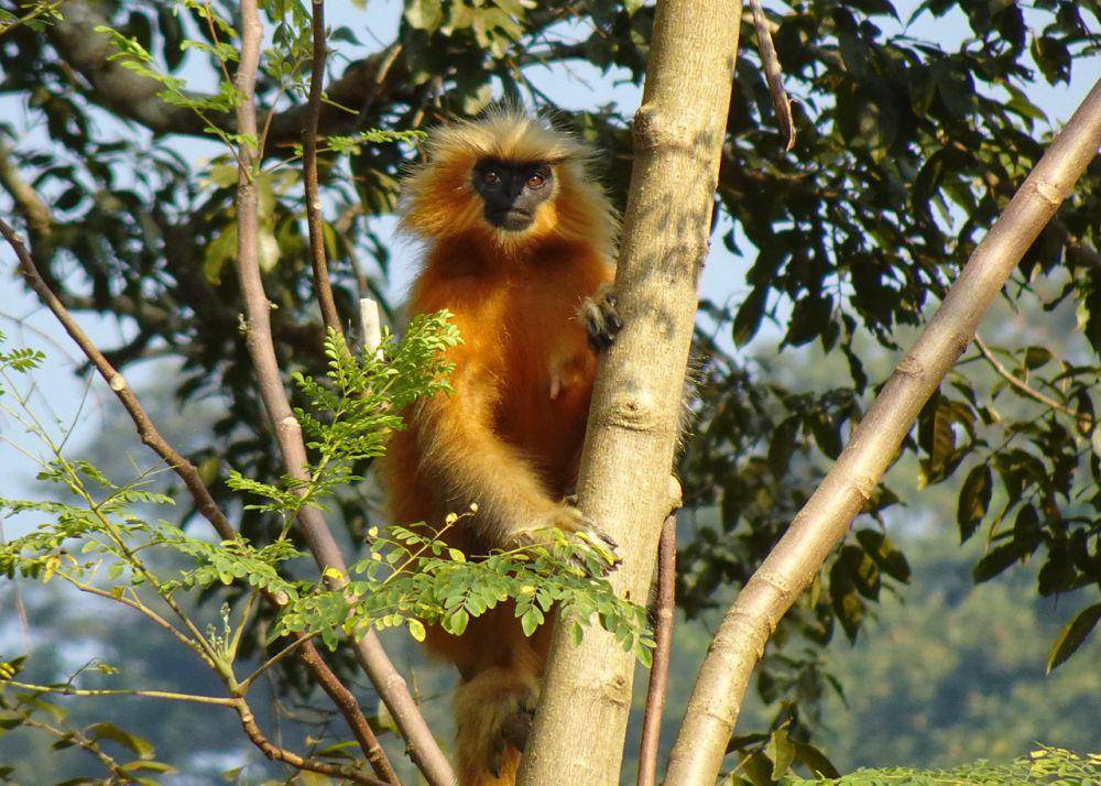 langur emas (pixabay.com/Bishnu Sarangi)