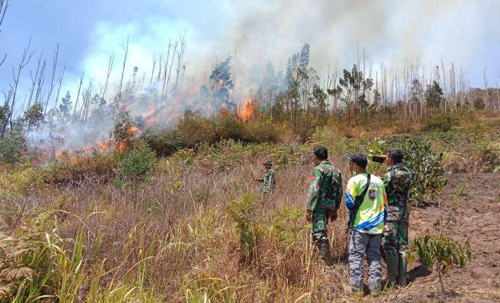 Seluruh pohon tegakan ludes terbakar/ IDN Times/ Itimewa