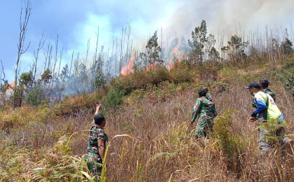 Seluruh pohon tegakan ludes terbakar/ IDN Times/ Itimewa