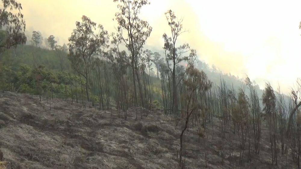 Api diklaim mereda di hutan dan lahan gunung Lawu Ngawi/ IDN Times/ Istimewa