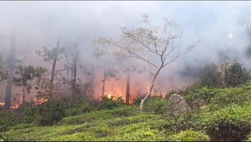 Detik detik api menerobos kebun teh Jamus Jumat (06/10/2023). IND Times/ Istimewa