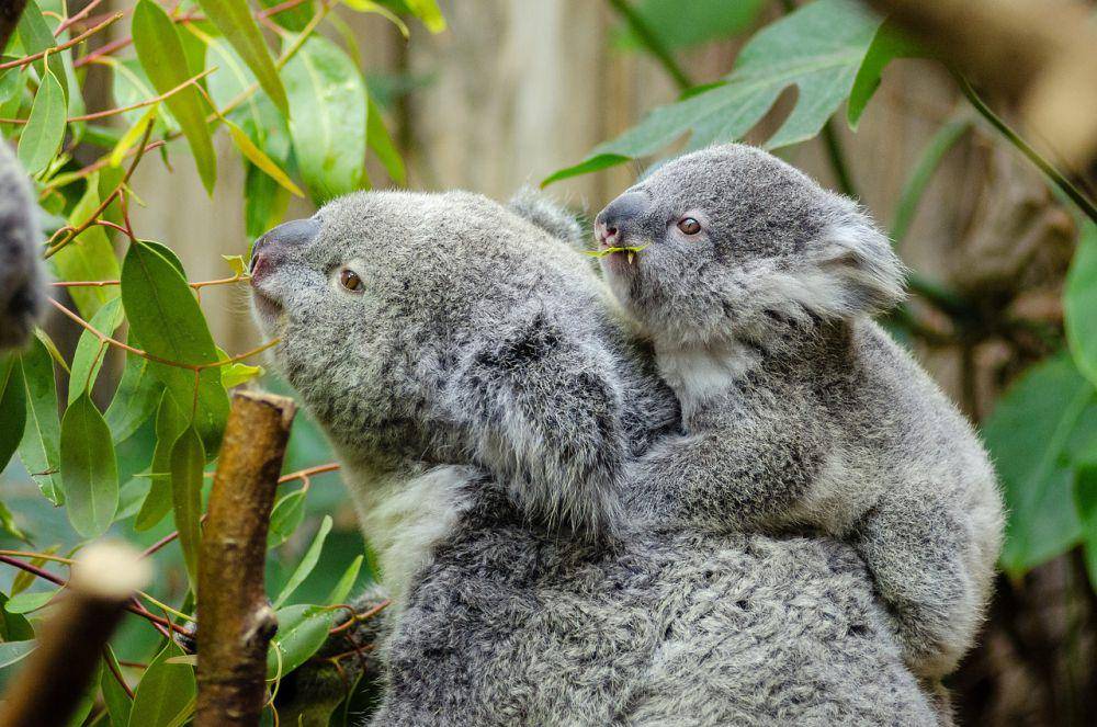 Induk koala dan anaknya (Pixabay.com/FotoshopTofs)