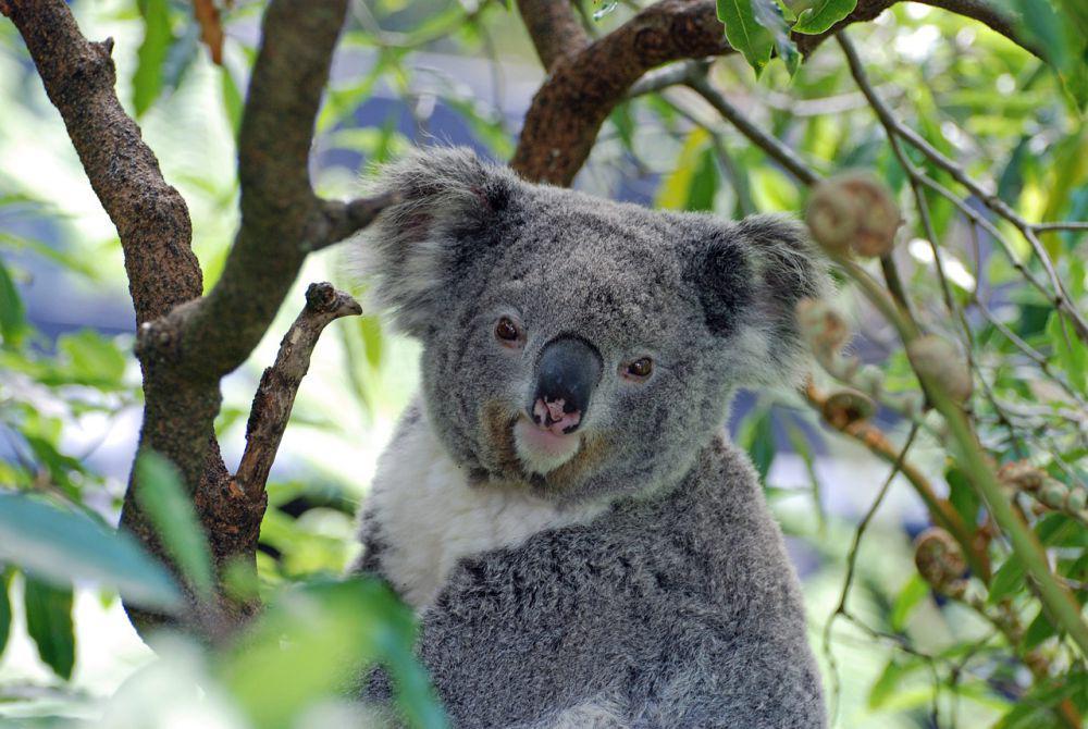 Fakta-fakta Menarik tentang Koala, Hewan yang Cuma Ada di Australia