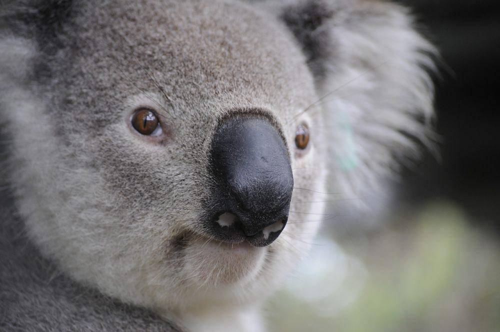 Koala memiliki hidung yang besar (Pixabay.com/Angelo_Giordano)