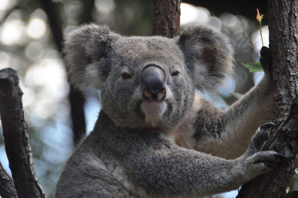 Koala pandai memanjat pohon (Pixabay.com/ISchneider)