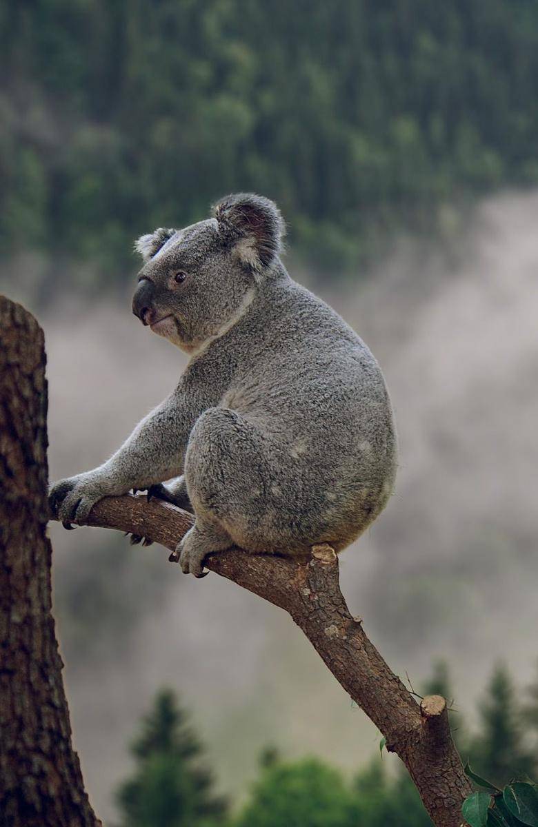Ilustrasi Koala (Pixabay.com/simonprodl)