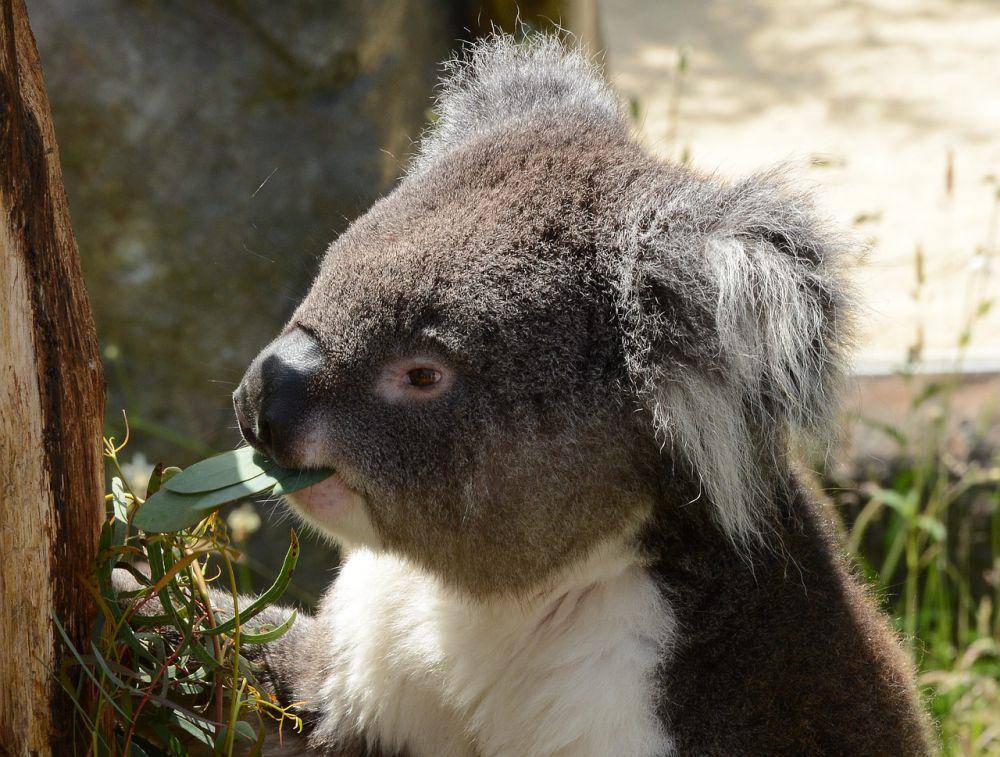 Koala makan daun eukaliptus (Pixabay.com/SnottyBoggins)