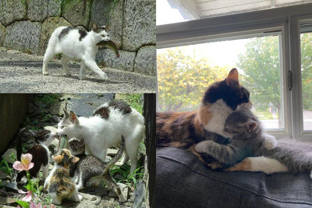 8 Potret Gemas Sisi Keibuan Kucing yang Bikin Haru, tapi Ngakak Juga