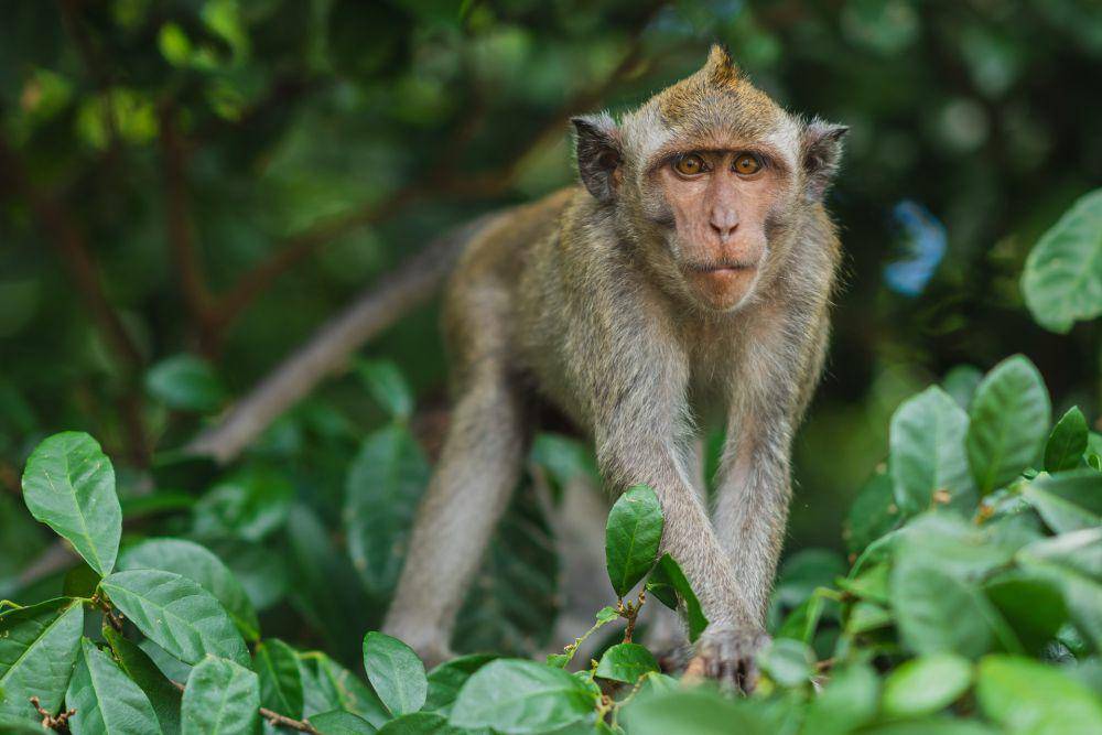 ilustrasi Monkey Forest Ubud (unsplash.com/Marcus Woodbridge)