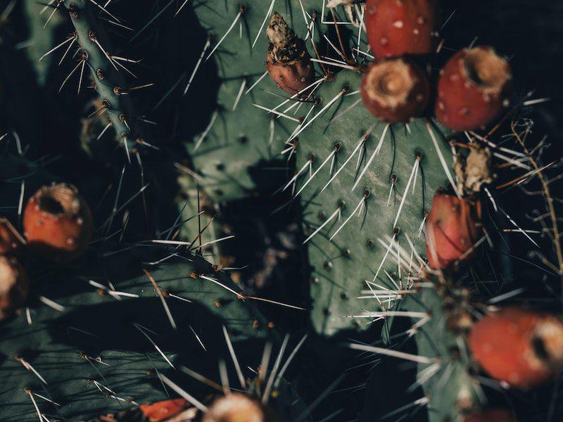 9 Fakta Prickly Pear, Makanan Hewan Gurun