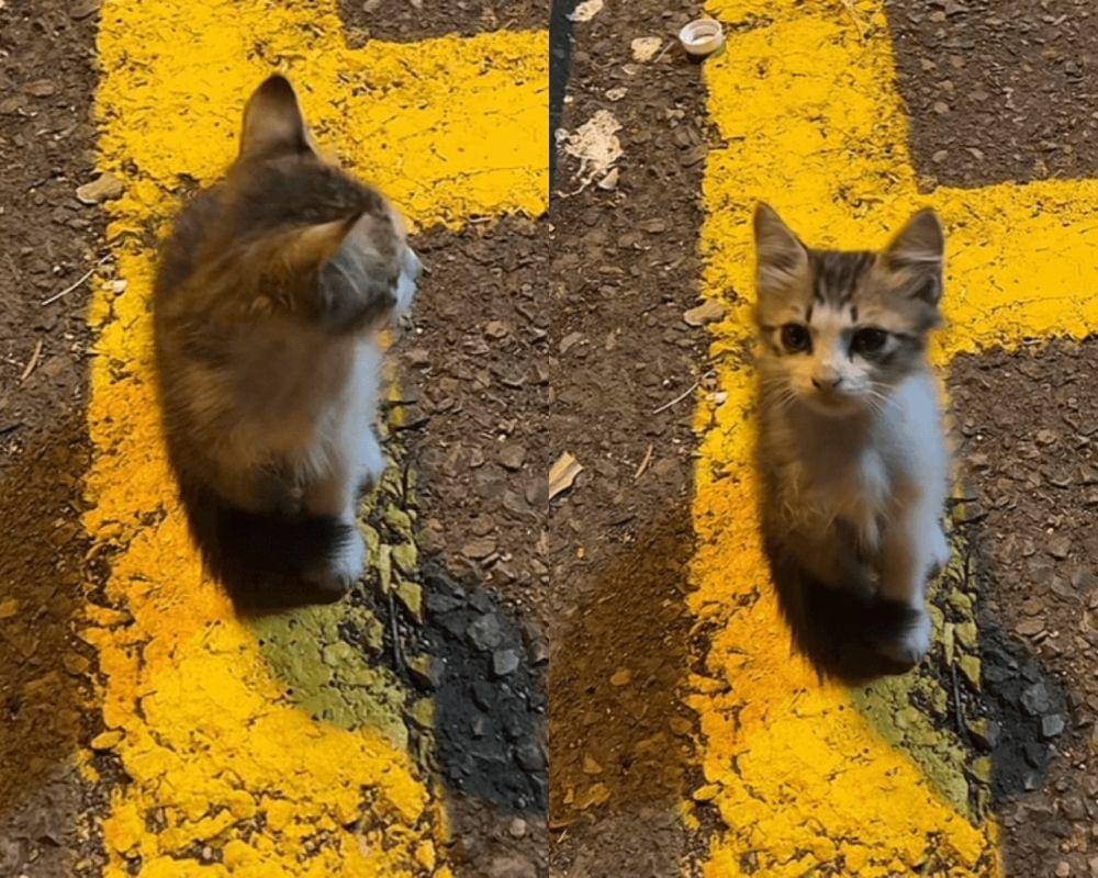 Potret kocak hewan dengan angle yang pas (reddit.com/user/cosmo_23)