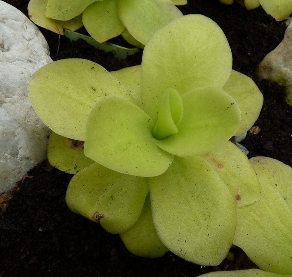 ilustrasi Pinguicula gigantea (commons.wikimedia.org/Michal Klajban)