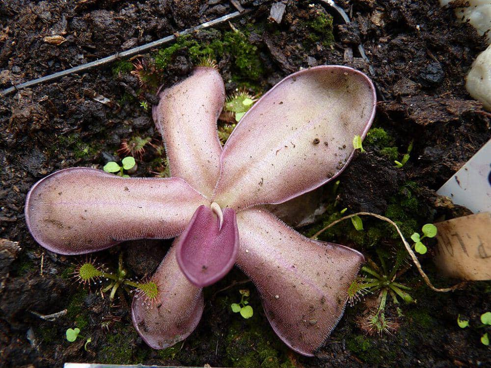 ilustrasi Pinguicula laueana (commons.wikimedia.org/Michal Klajban)