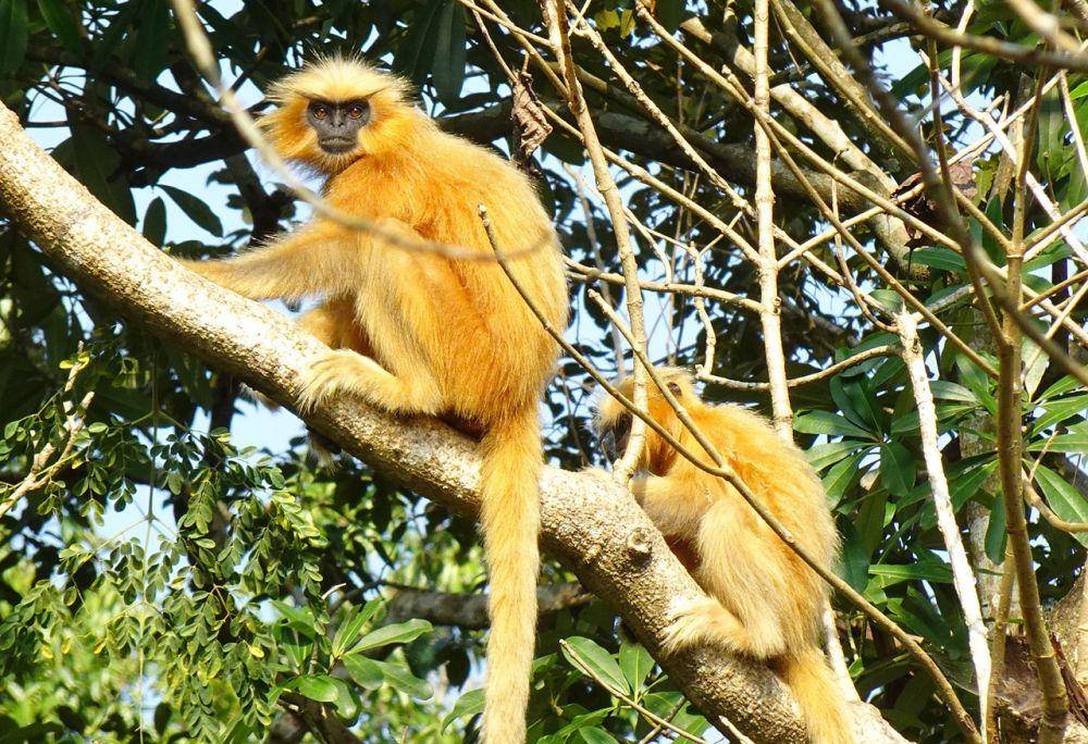 langur emas (pixabay.com/Bishnu Sarangi)