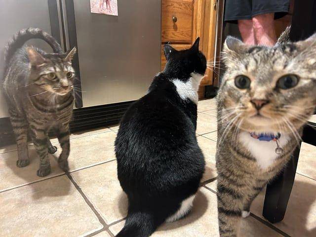 Potret kocak hewan dengan angle yang pas (reddit.com/user/thewhitedevil42)