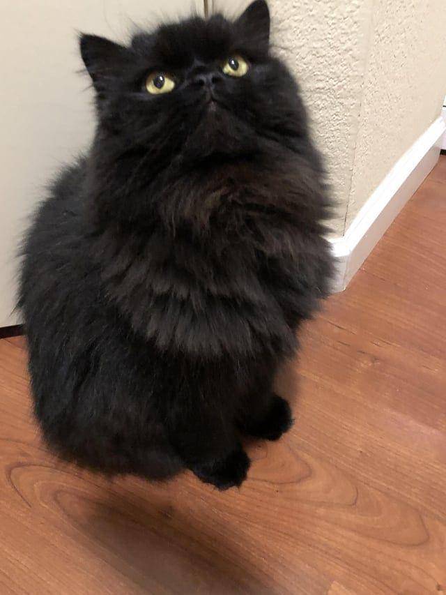 Potret kocak hewan dengan angle yang pas (reddit.com/user/inbind26)