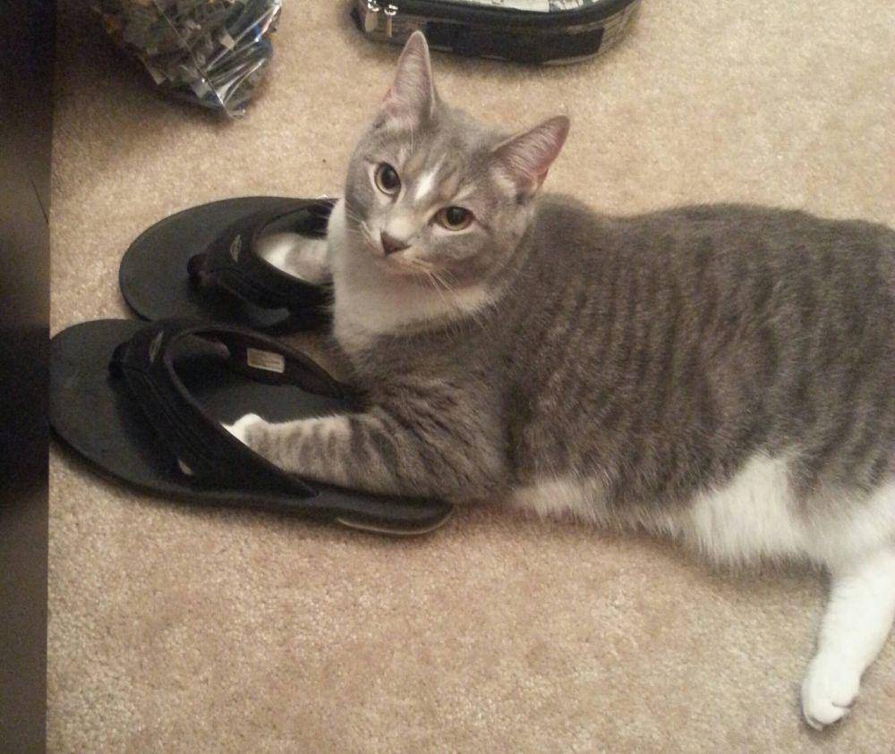 foto gemas kucing nongkrong di sandal jepit (reddit.com/user/Matty561)