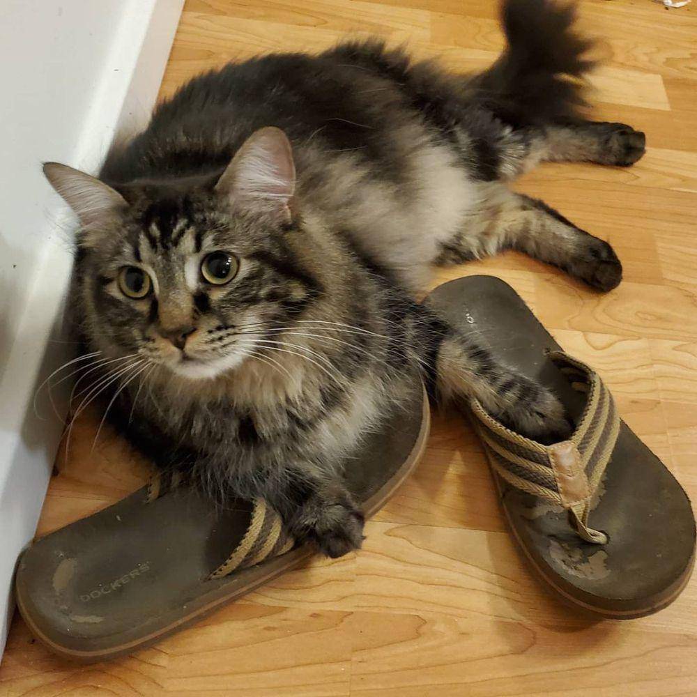 foto gemas kucing nongkrong di sandal jepit (reddit.com/user/WebsterAndChatsworth)