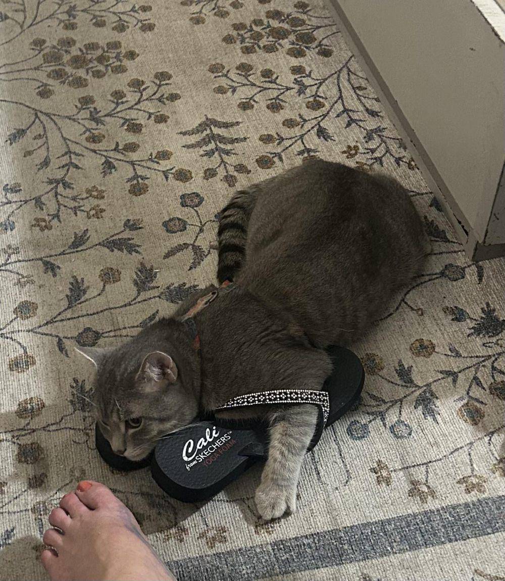foto gemas kucing nongkrong di sandal jepit (reddit.com/user/oldnboredinaz)