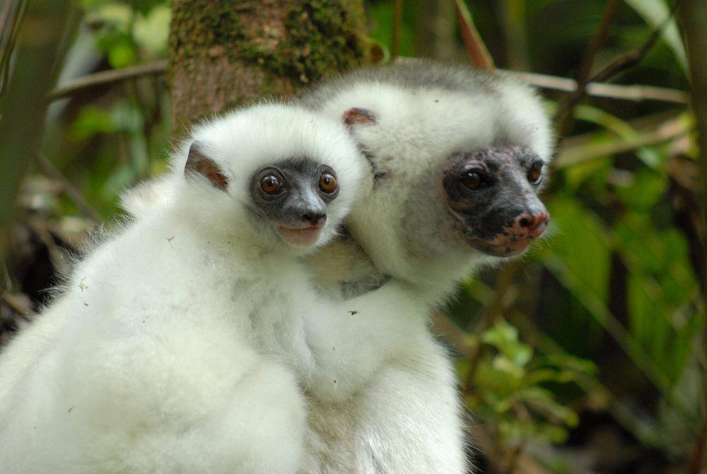 7 Fakta Menarik Sifaka Sutra, Dijuluki Sebagai Hantunya Hutan!