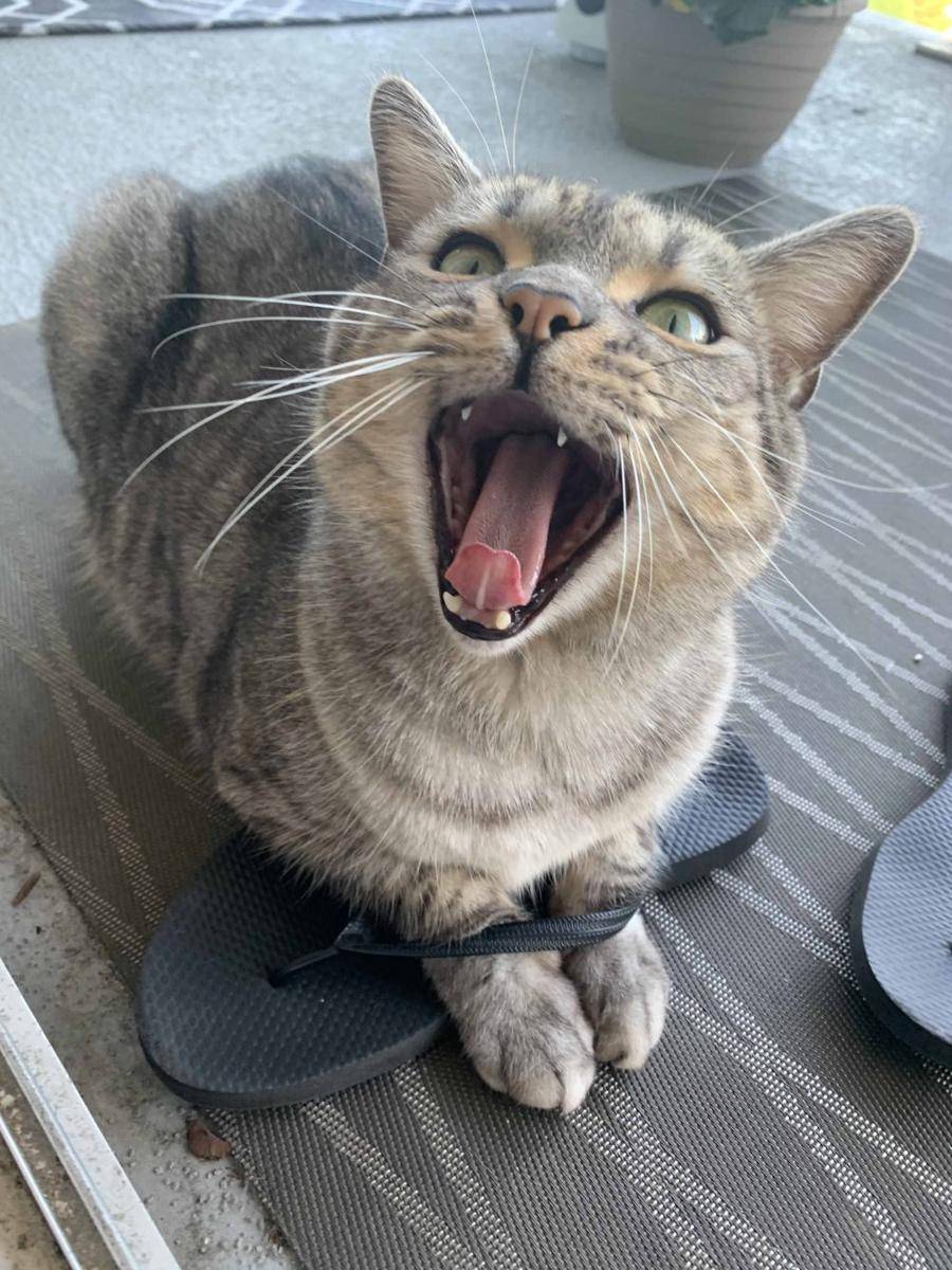 foto gemas kucing nongkrong di sandal jepit (reddit.com/user/flower-valley)