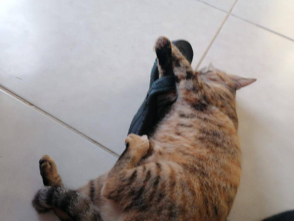 foto gemas kucing nongkrong di sandal jepit (reddit.com/user/Gearmaster41)