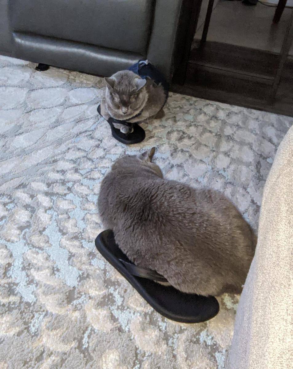foto gemas kucing nongkrong di sandal jepit (reddit.com/user/TheRavenGrl)