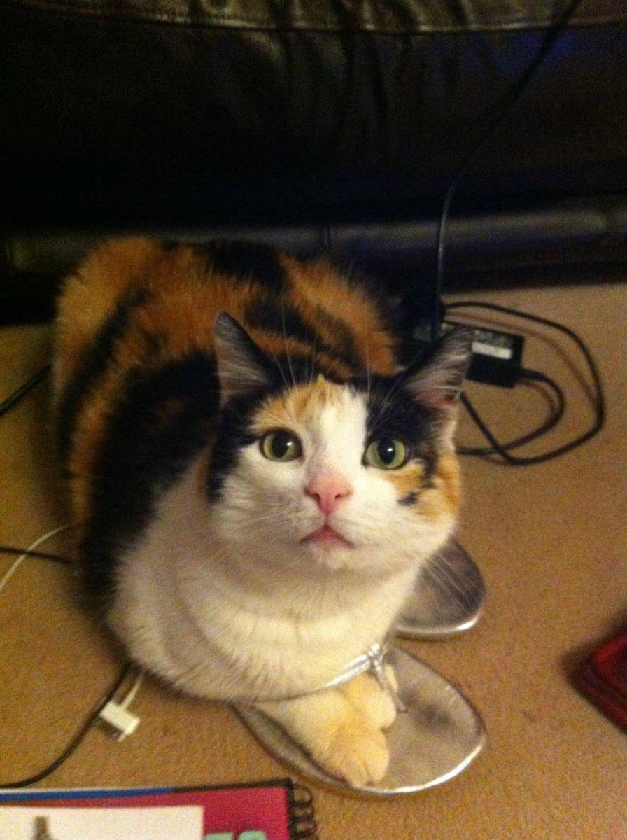 foto gemas kucing nongkrong di sandal jepit (reddit.com/user/HPB)