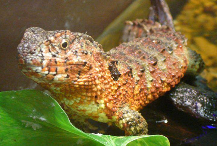 Chinese crocodile lizard (commons.wikimedia.org/Timvickers)