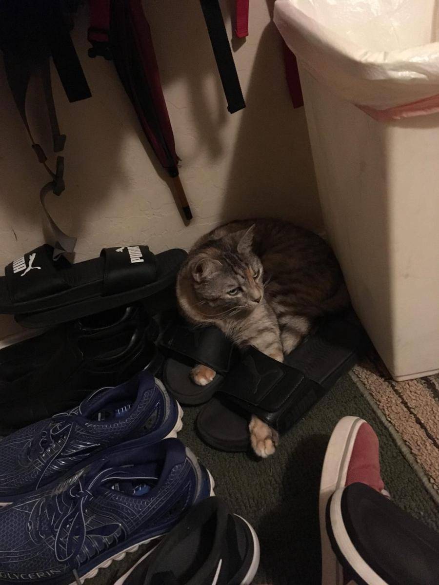 foto gemas kucing nongkrong di sandal jepit (reddit.com/user/ObservantToaster)