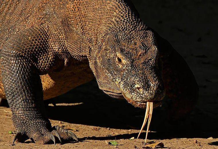 Komodo dragon (commons.wikimedia.org/Charles J. Sharp)