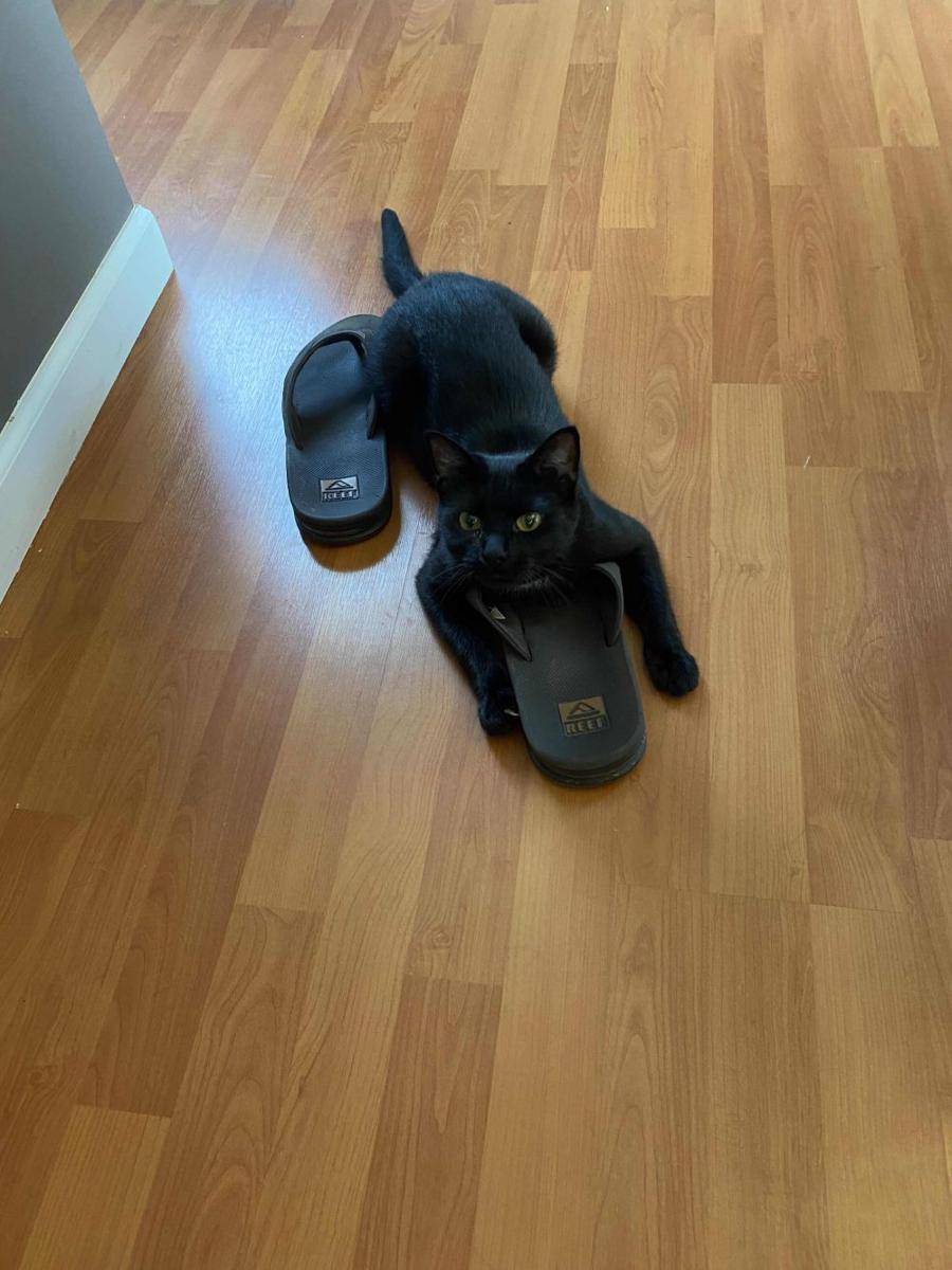 foto gemas kucing nongkrong di sandal jepit (reddit.com/user/BeardedDinosaur)