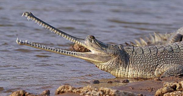 5 Reptil dengan Bentuk Paling Seram di Dunia, Bikin Ngeri!