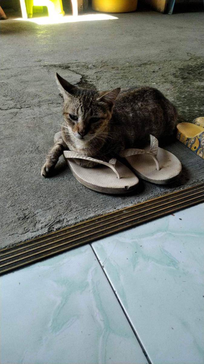 foto gemas kucing nongkrong di sandal jepit (reddit.com/user/Anjo09)