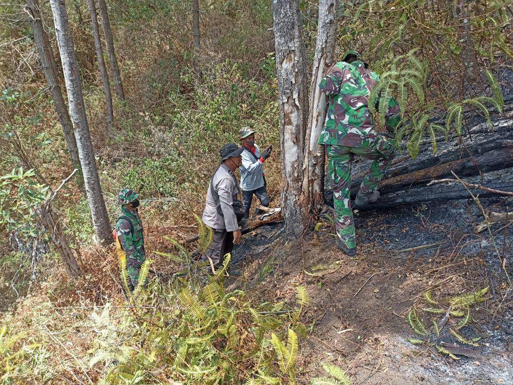 Hutan produksi pinus aman tidak ada yang terbakar/ IDN Times/ Riyanto