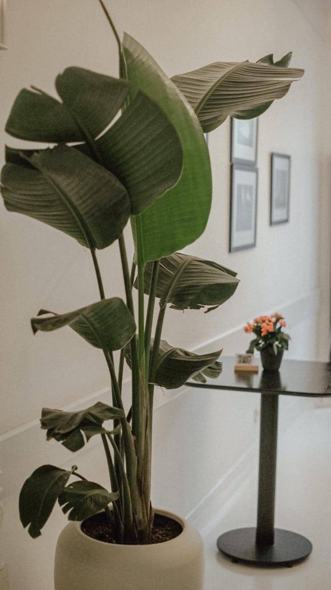 ilustrasi bird of paradise (pexels.com/@gulsum-53441459)