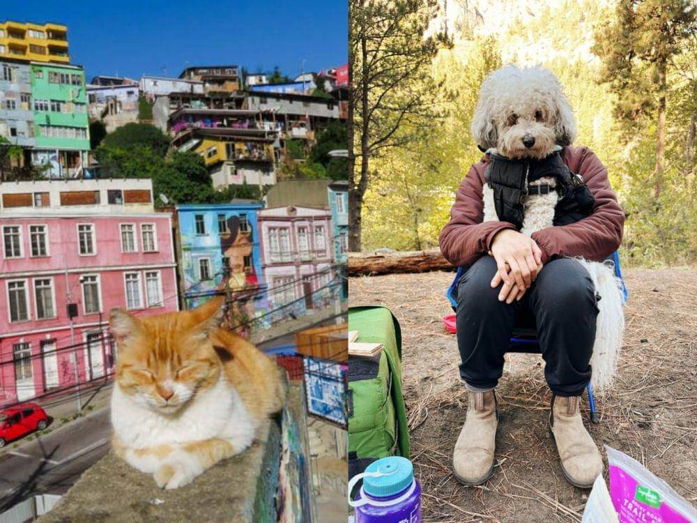 Potret kocak hewan dengan angle yang pas (reddit.com/user/fireflygirl01 | reddit.com/user/jeremyay)