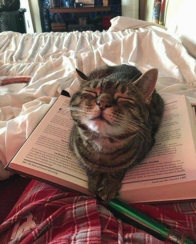 potret kucing gangguin pemiliknya baca buku (reddit.com/user/goatwastakenno)
