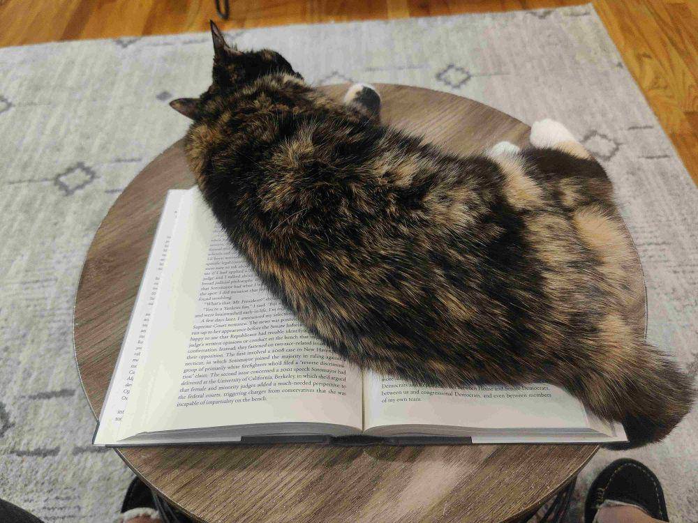 potret kucing gangguin pemiliknya baca buku (reddit.com/user/slothspiritanimal)