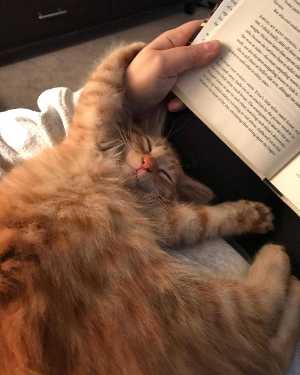 potret kucing gangguin pemiliknya baca buku (reddit.com/user/harkafalcon)