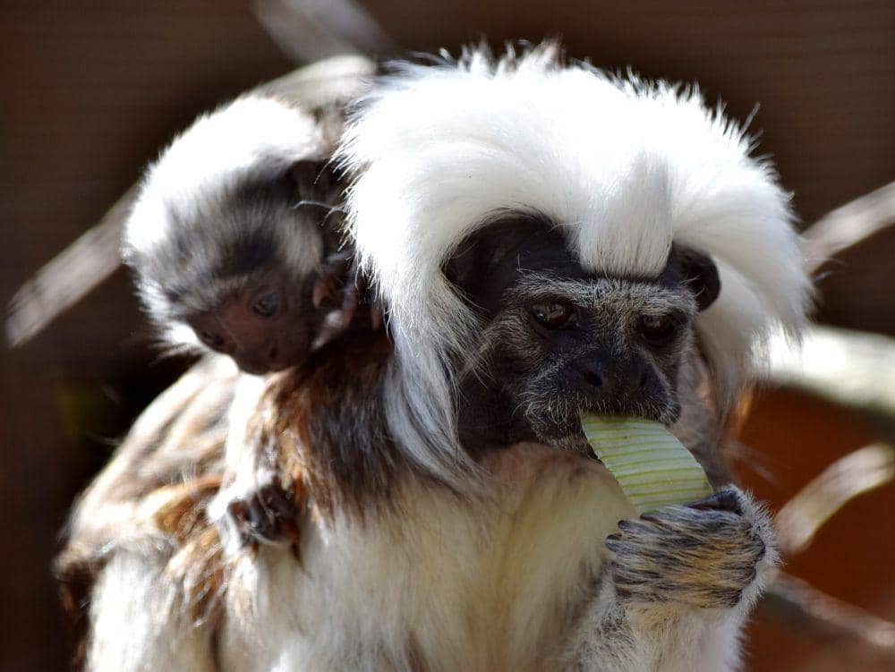 Tamarin berkepala kapas (commons.m.wikimedia.org/Nasser Halaweh)