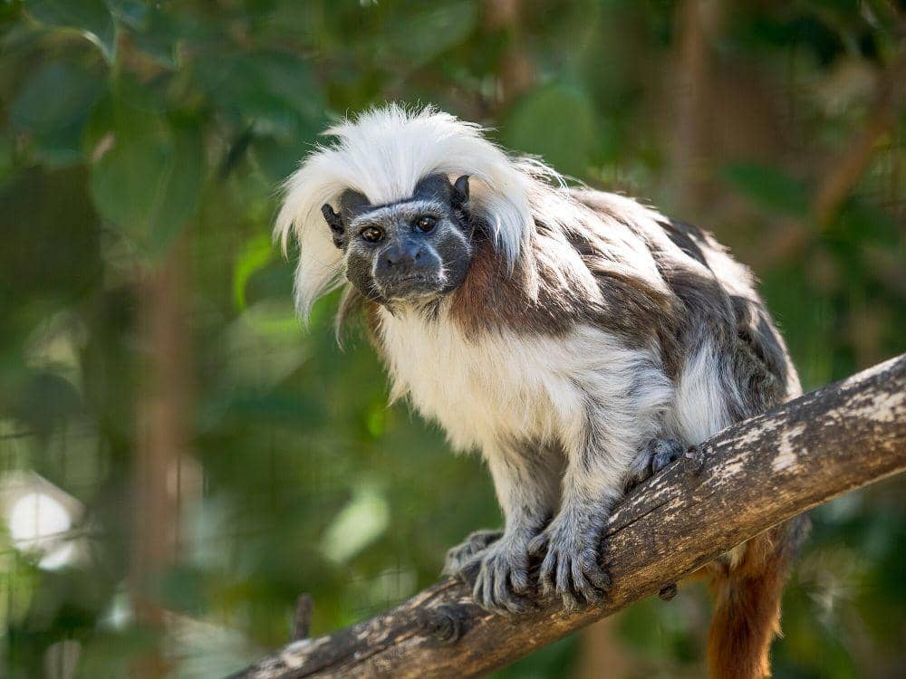 Tamarin berkepala kapas (commons.m.wikimedia.org/William Warby)