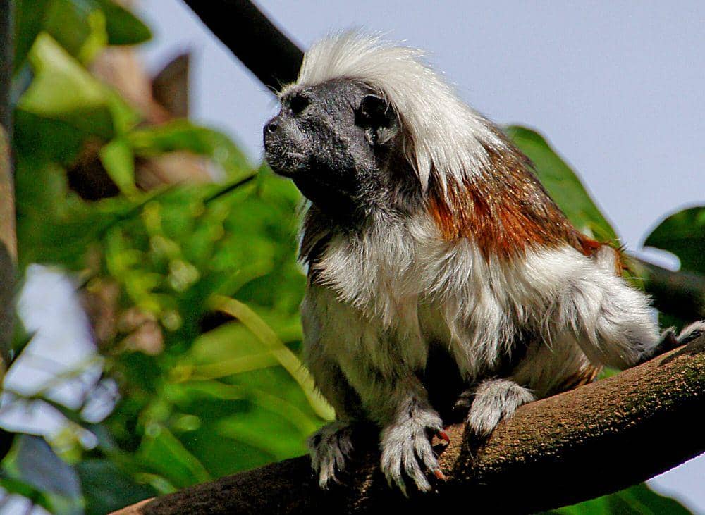 Tamarin berkepala kapas (commons.m.wikimedia.org/Bernard Spargg)