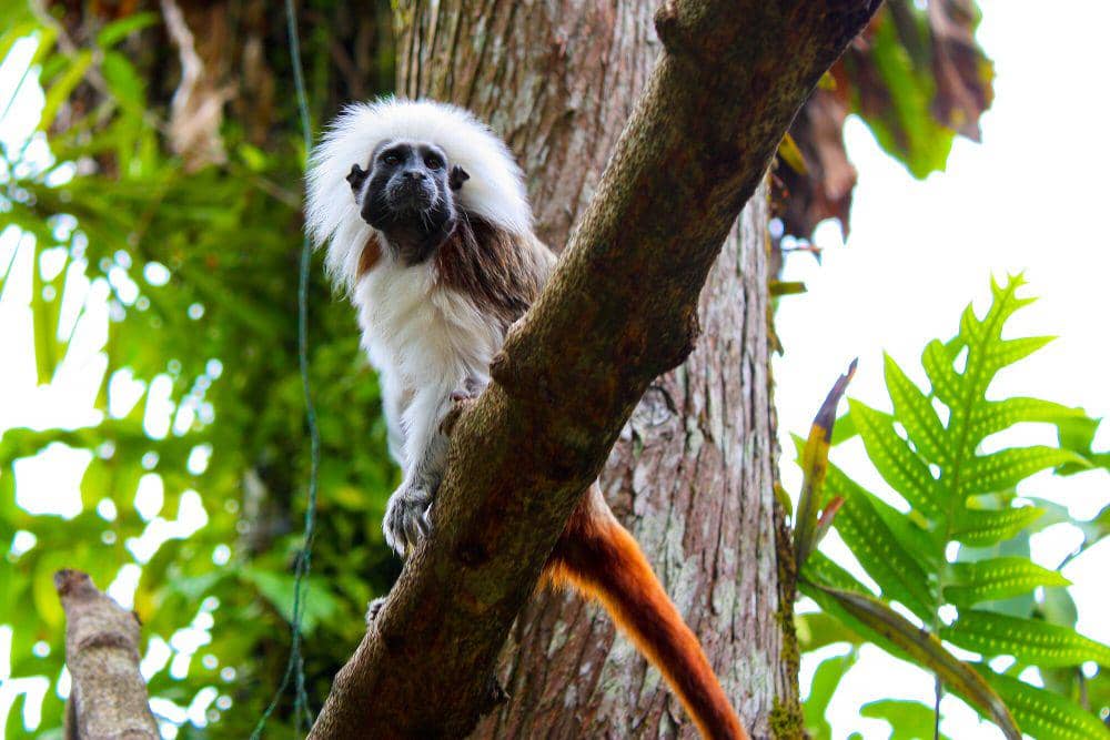 Tamarin berkepala kapas (commons.m.wikimedia.org/Andy Mithcell)