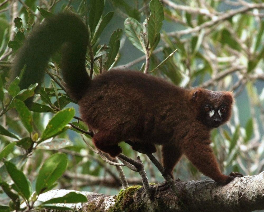 7 Fakta Lemur Perut Merah, si Setia yang Sangat Menyukai Buah